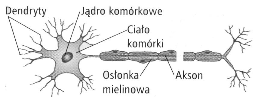Neuron składa się z ciała komórki zawierającego jądro komórkowe oraz z wypustek, przenoszących impulsy - dendrytów i aksonu.