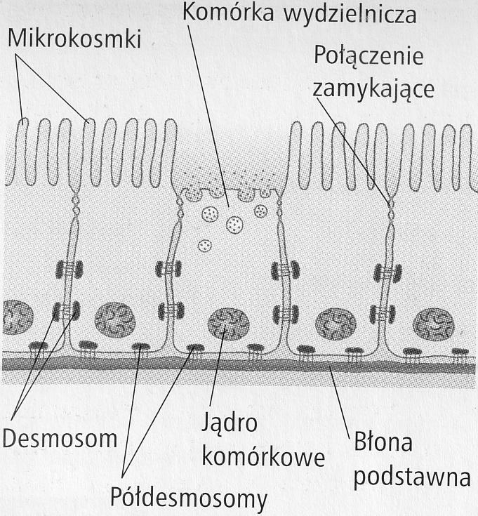 Tkanka nabłonkowa Komórki nabłonka są zawsze spolaryzowane. Inaczej jest zbudowana część szczytowa, skierowana do otoczenia lub do światła przewodu, i część podstawna, która graniczy z inną tkanką.