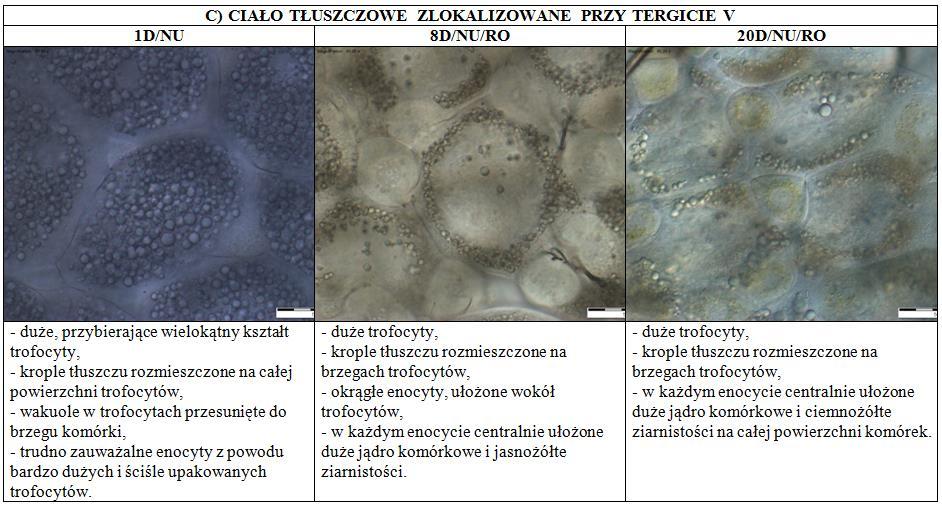 1D/NU matki jednodniowe, nieunasienione; 8D/NU/RO matki ośmiodniowe, nieunasienione, przetrzymywane w rodzinkach; 20D/NU/RO matki dwudziestodniowe, nieunasienione, przetrzymywane w rodzinkach