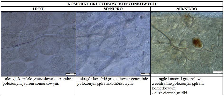 pojawiły się ciemne grudek, które nie występowały w dwóch pozostałych grupach matek (Tabela 3). Tabela 3. Obraz morfologiczny komórek gruczołów kieszonkowych w trzech grupach wiekowych matek (pow.