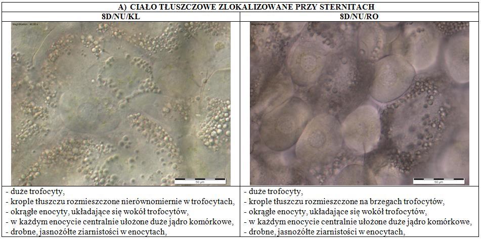 u matek przetrzymywanych w rodzinkach widoczne były okrągłe enocyty ułożone wokół trofocytów.