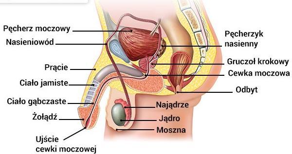 Męski układ rozrodczy Moszna Jądra Powrózek nasienny Pęcherzyki