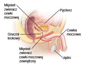 Cewka moczowa Cewka moczowa u mężczyzny jest wspólna drogą dla moczu i dla nasienia.