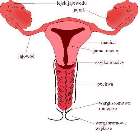 Wewnętrzne narządy płciowe Macica narząd mięśniowy o gruszkowatym kształcie, leży w jamie macicy między pęcherzem moczowym a odbytnicą.
