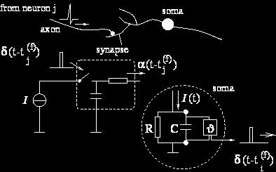 Ewolucja Modeli Neuronów GENERACJE MODELI NEURONÓW: 1.