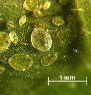 aktywna: Grupa chemiczna: Formulacja: Spirotetramat