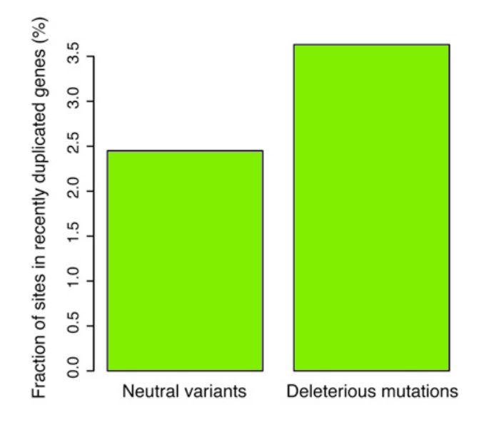 Szkodliwe mutacje w ludzkim genomie %