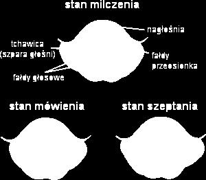 krawędziach przypominających struny, rozciągające się od wewnętrznej