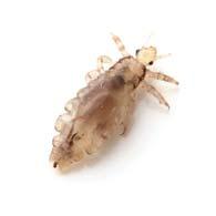 Wszystko o wszawicy Wesz głowowa (Pediculus humanus capitis) To pasożyt o wielkości główki szpilki (ok. 2-3 mm), o kolorze od brudnobiałego do szarego. Kształtem przypomina ziarno sezamu.