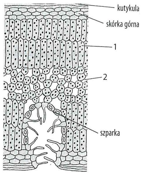 W której z widocznych tkanek (1, 2, 3) pojawi się barwnik, przez co, zostanie on dostarczony do innych organów rośliny?