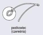 Do kwiatów opisanych w punktach 1-3 przyporządkuj właściwe im przykłady owoców A C, przedstawionych na rysunkach. 1. Kwiat z jednym słupkiem i wieloma zalążkami.