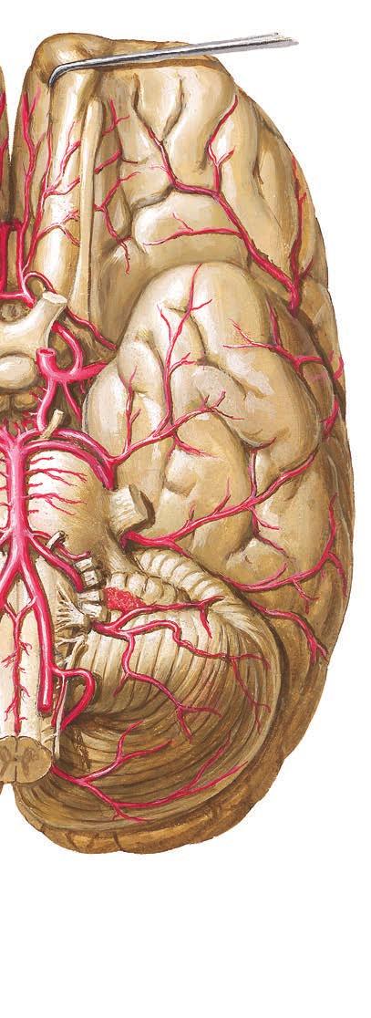 ATLAS NEUROANATOMII I NEUROFIZJOLOGII NETTERA WYDANIE 3 Nowe trzecie wydanie Atlasu neuroanatomii i neurofizjologii łączy niezwykle