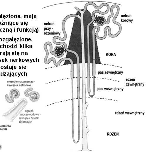 mocz przedostaje się do dróg wyprowadzających Rozwój nerki Nefron Odcinki: 1.