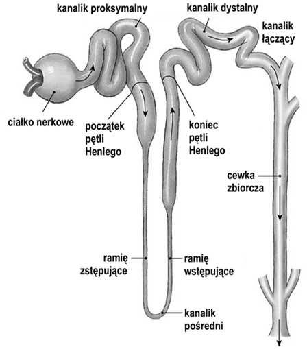 Kanalik pośredni (część cienka pętli Henlego) 4.