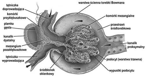 (pętle naczyń włosowatych, pomiędzy nimi kom.