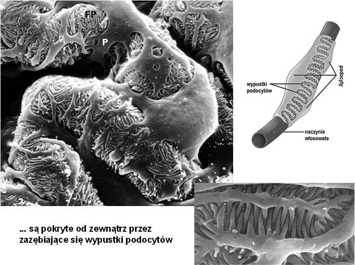 filtracyjnej: śródbłonek (z okienkami bez