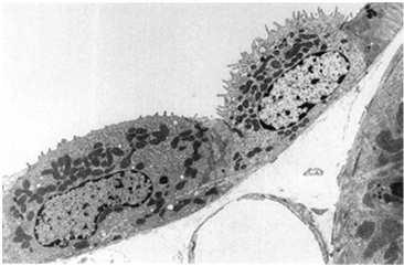 korowym liczne mitochondria monitorują zewnątrz- i