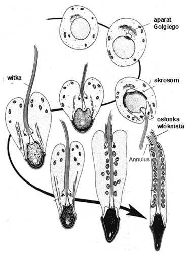 Spermiogeneza obejmuje następujące procesy: Dojrzały plemnik akrosom szyjka mankiet mitochondrialny