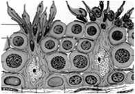 Komórki Sertolego wysokie boczne i przyszczytowe fałdy cytoplazmatyczne nieregularne jądro siateczka