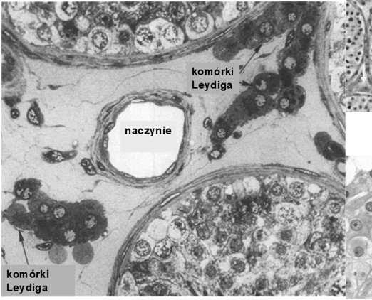 bariera oddziela: - przedział przypodstawny (spermatogonie i wczesne spermatocyty I rzędu) - przedział