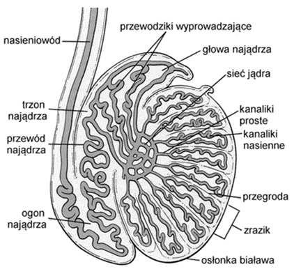 nasienie Produkują: testosteron