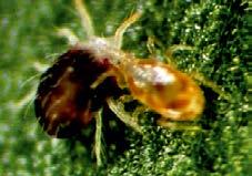 Nazwa organizmu pożytecznego Eretmocerus eremicus (osiec mączlikowy) pasożytnicza błonkówka Owad dorosły: cytrynowo- żółta błonkówka z zielonymi oczami, dorasta do 0,75 mm długości.
