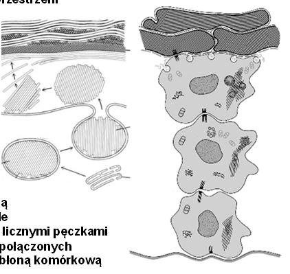 wydzielane do przestrzeni międzykomórkowej wczesne cechy