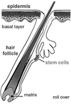miesiące - 6 lat) warunkuje długość włosa Katagen: faza inwolucji