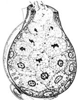 tłuszczowe, lipidy, cukry, białka (u zwierząt feromony)