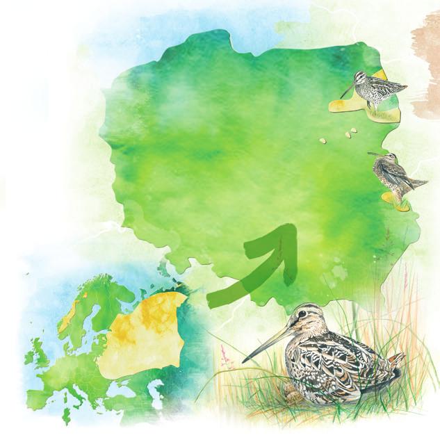 Występowanie Dubelta w
