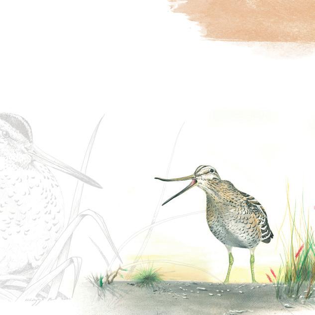 Obszar Natura 2000 Dolina Górnej Narwi specjalny Obszar Ochrony Ptaków Dolina Górnej Narwi zajmuje powierzchnię 18 384 ha i rozciąga się na długości prawie 60 km od zbiornika Siemianówka po Suraż,