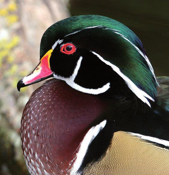 K. Kaszperuk i M. Różewicz Fot. 4. Portret głowy kaczora karolinki Phot. 4. Portrait of a wood duck drake head pl.pinterest.