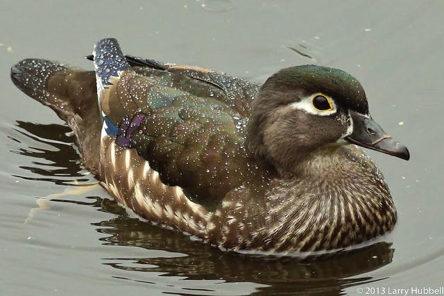 Specyfika biologii, warunków chowu i hodowli kaczek ozdobnych Fot. 5. Kaczor karolinki Phot. 5. Wood duck drake pl.pinterest.com Fot. 6. Samica karolinki Phot. 6. Female wood duck unionbaywatch.