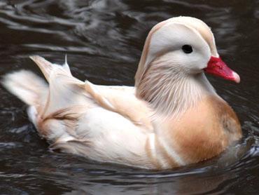 K. Kaszperuk i M. Różewicz Fot. 10. Kaczor mandarynki odmiany białej Phot 10. Mandarin duck drake, white variety hilltopfarmsny.com Fot. 11. Kaczor i kaczka karolinki odmiany srebrnej Phot. 11. Male and female wood ducks, silver variety silverducks.