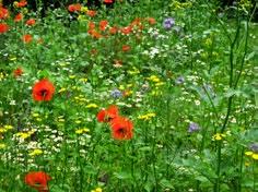 Czego potrzebują zapylacze? Niech rozkwitają miliony kwiatów! Podstawowym czynnikiem sprzyjającym wszelkim zapylaczom jest dostęp do odpowiedniego pokarmu, którego zasadniczym źródłem są kwiaty.