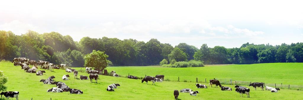 PASZE SPECJALISTYCZNE LactoFeed Start Skład w 1kg jedn.