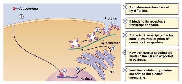 Kontrola funkcjonowania nefronu przez aldosteron Aldosteron na drodze dyfuzji przenika do komórki Łączy się ze swoimi receptorami i czynnikami transkrypcyjnymi