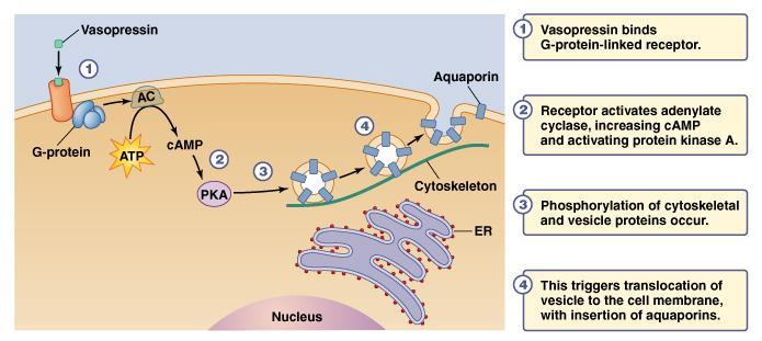 Kontrola funkcjonowania nefronu przez wazopresynę (ADH) Wazopresyna łączy się receptorami związanymi z białkami G W komórce wzrasta