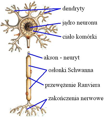 Chwilka o anatomii człowieka (3) mózg składa się głównie z włókien charakteryzuje się dużą liczbą rozgałęzień są dwa rodzaje komórek w tkance nerwowej: komórki glejowe i neurony komórek glejowych