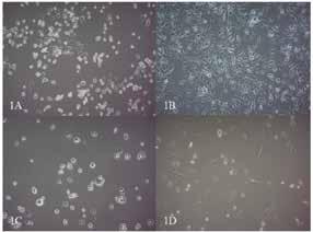 4.4. OCENA AKTYWNOŚCI METABOLICZNEJ LUDZKICH KOMÓREK IN VITRO ZA POMOCĄ POMIARU INTENSYWNOŚCI POZIOMU AUTOFLUORESCENCJI Autofluorescencja jest to zjawisko optyczne, powstające na skutek działania