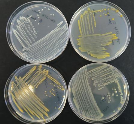 Z uwagi na małą ilość białka i/lub materiału genetycznego wirusa w pędach rozmnażanych in vitro, testy należy wielokrotnie powtarzać.