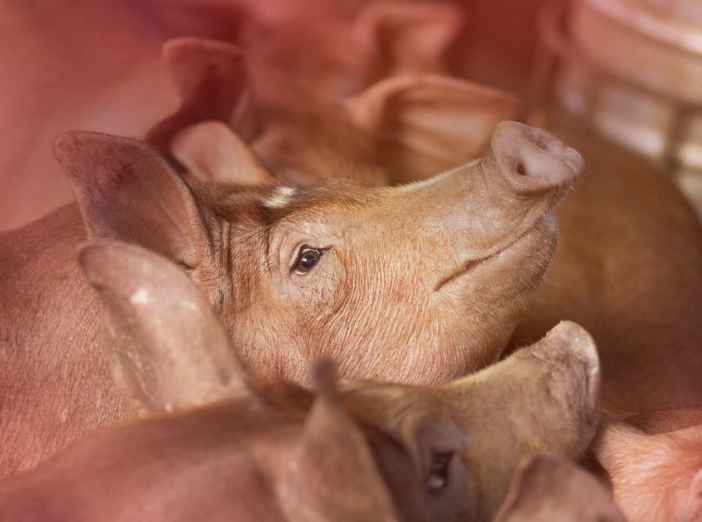 Tuczniki Optymalne żywienie tuczników jest możliwe jedynie przy stosowaniu w kolejnych fazach wzrostu i rozwoju świń mieszanek zbilansowanych w zakresie zawartości białka, aminokwasów egzogennych,