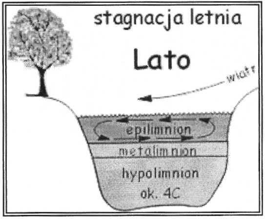 Jeziora posiadają charakterystyczną termikę W okresie lata powstaje charakterystyczne uwarstwienie w jeziorach. Epilimnion.