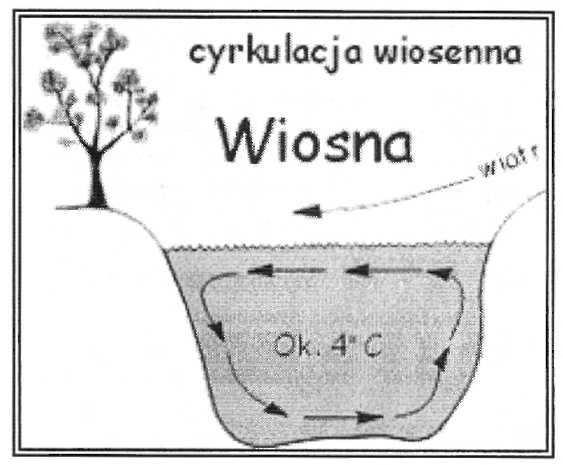 (Morze Śródziemne - pierwsza termoklina 12-14m spadek temperatury o kilka stopni, termoklina właściwa głębokość 40-45m; w Morzu Czerwonym poniżej 50m) Hipolimnion.