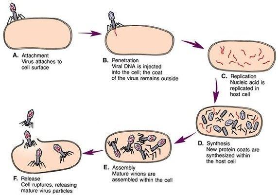 Teoria gier i wirusy W trakcie replikacji w komórce gospodarza, białka wirusa znajdują się w cytoplazmie (lub jądrze komórkowym) i żaden konkretny wirus nie ma do nich wyłącznego dostępu Przypomina