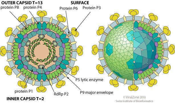 Teoria gier i bakteriofagi Baketriofagi Wirusy atakujące bakterie (9 rodzin) lub archeony (2 rodziny) Materiał genetyczny: DNA lub RNA Bakteriofag ɸ6 z rodziny Cystoviridae Materiał genetyczny: dsrna
