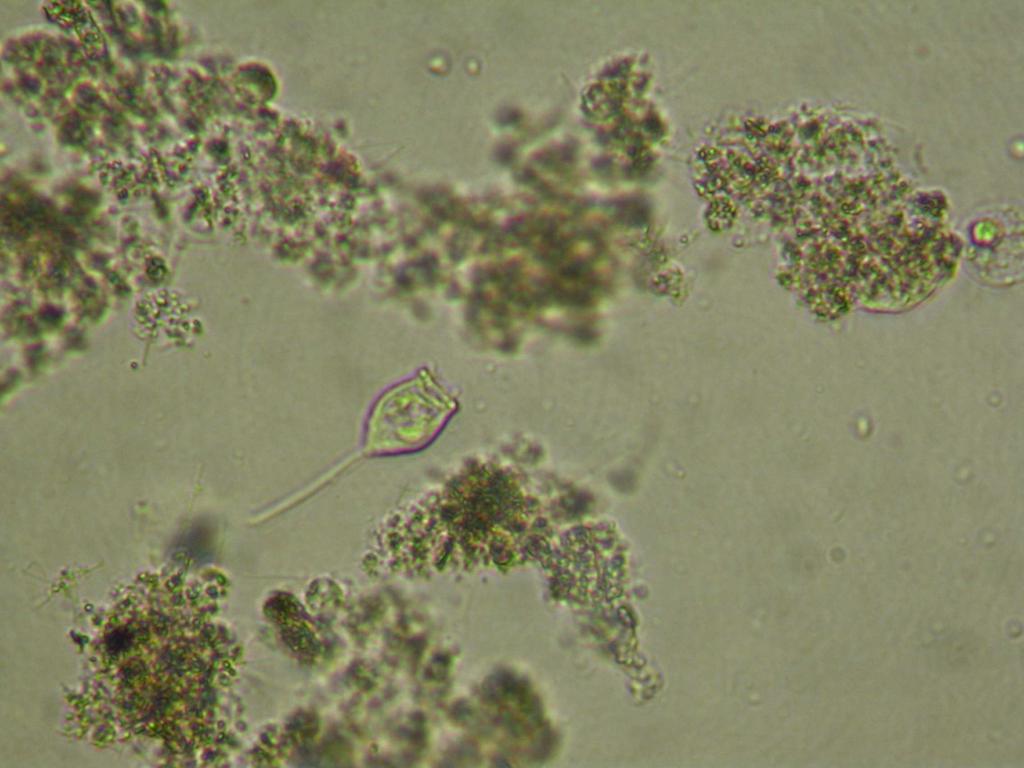 MBS -MULTI BIO SYSTEM Wysokowydajna technologia biologicznego oczyszczania ścieków