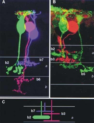 Typy komórek dwubiegunowych Komórki dwubiegunowe pręcikowe 1 rodzaj wszystkie typu OFF center - światło wywołuje hyperpolaryzację)