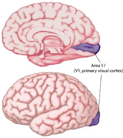 Pierwotna okolica wzrokowa (okolica prążkowana) kory mózgu