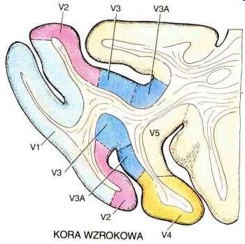 Okolice wzrokowe kory człowieka Przekrój horyzontalny przez